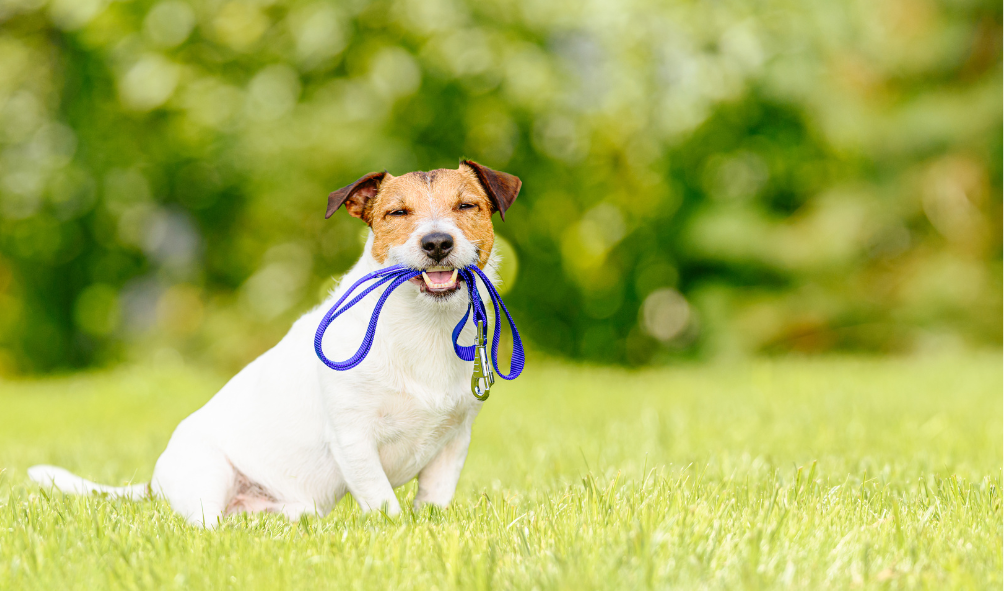 Leash-Free Areas: Promoting Canine Welfare and Community