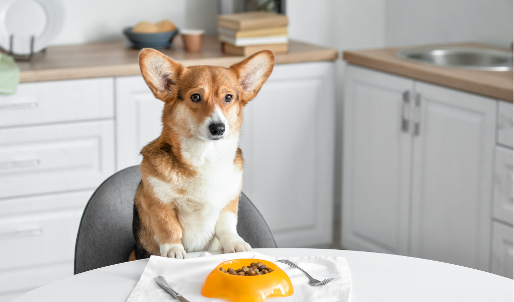 dishing the truth exploring the link between your dogs diet and behaviour