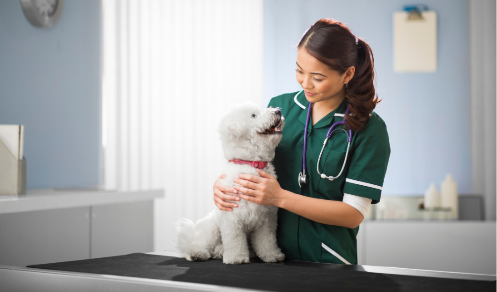 A Comprehensive Guide to Making Vet Visits a Positive Experience for Your Dog