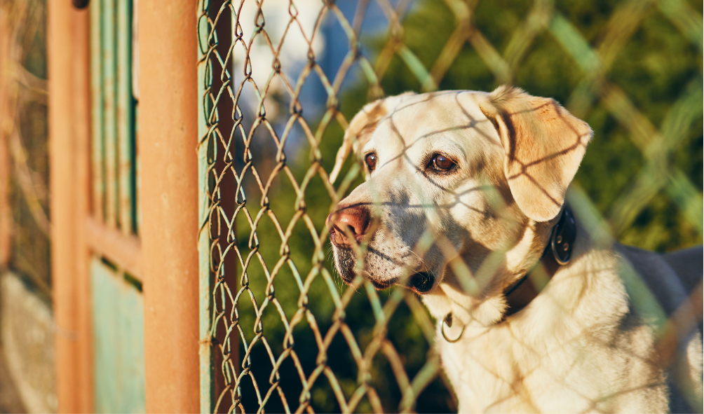 Barrier Aggression and Fence Fighting