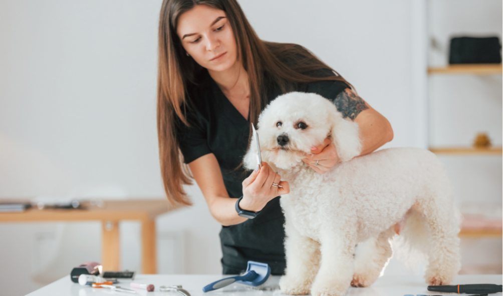 How to Get Your Dog Comfortable with Grooming