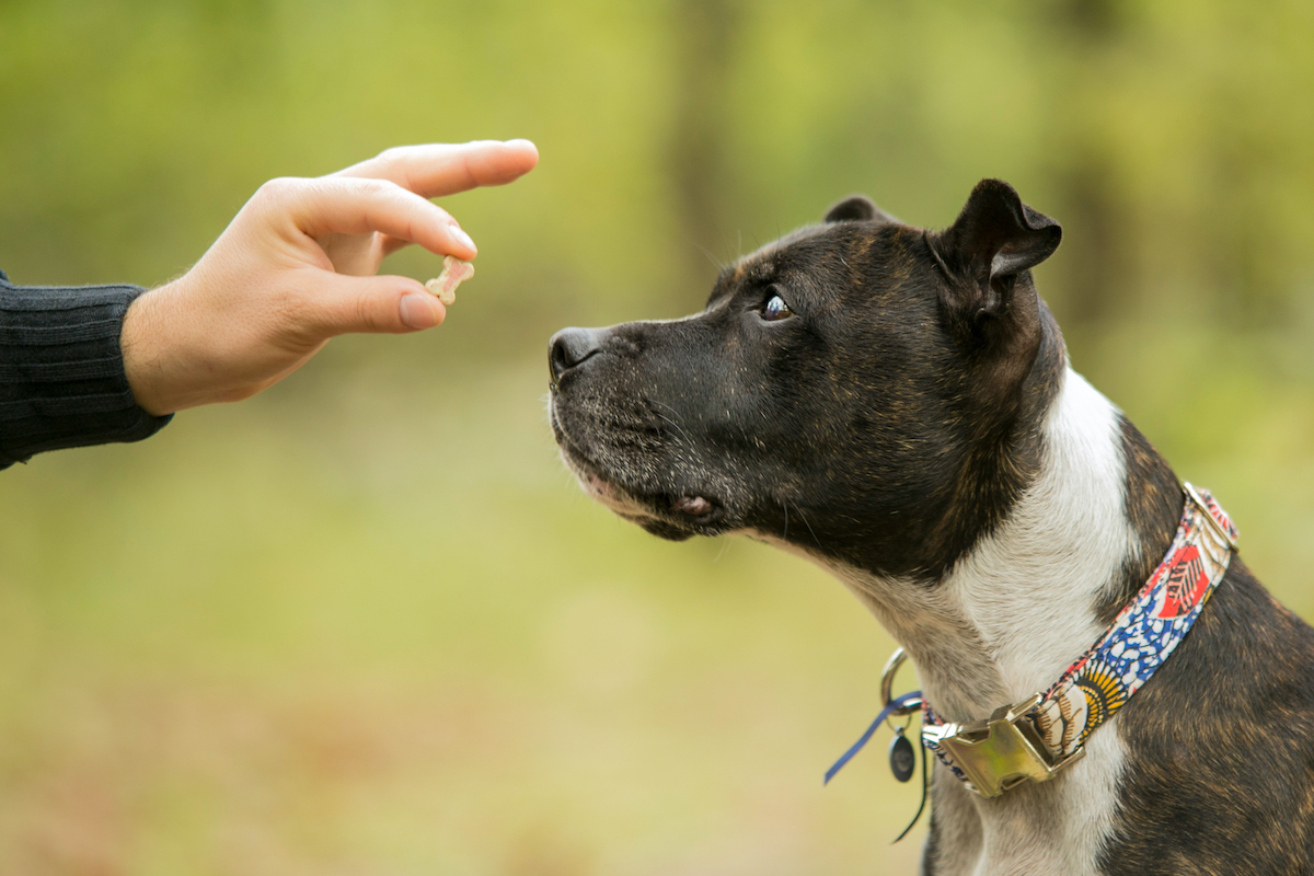 Debunking Dog Training Myths: Insights from Industry Experts