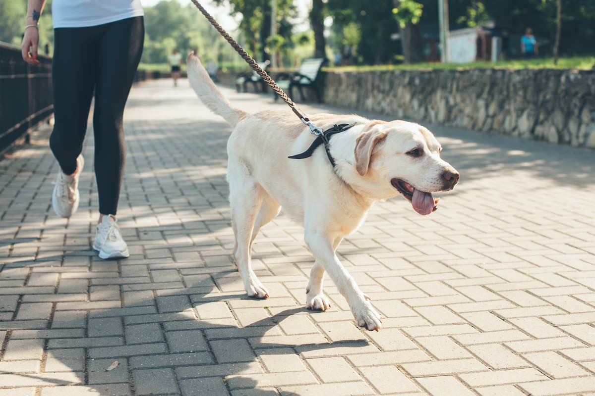 Dog Training For Families