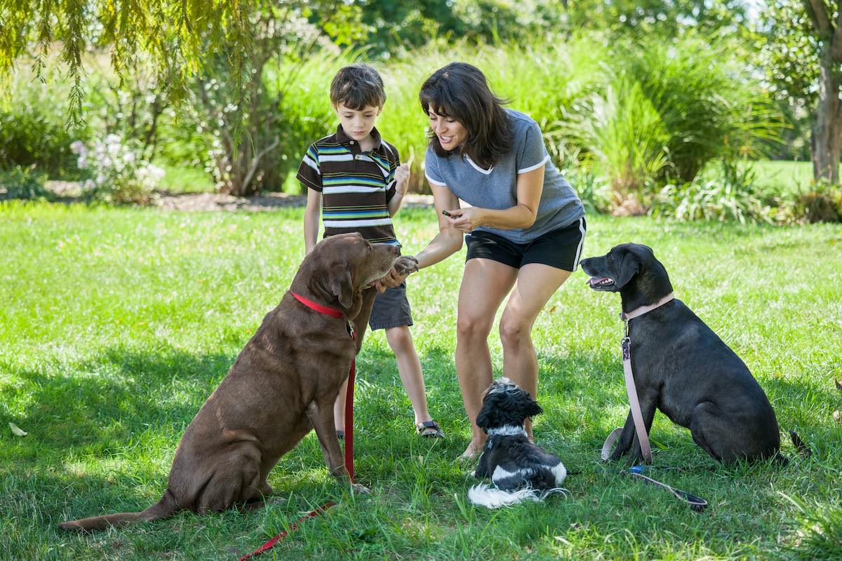 Dog Training For Families