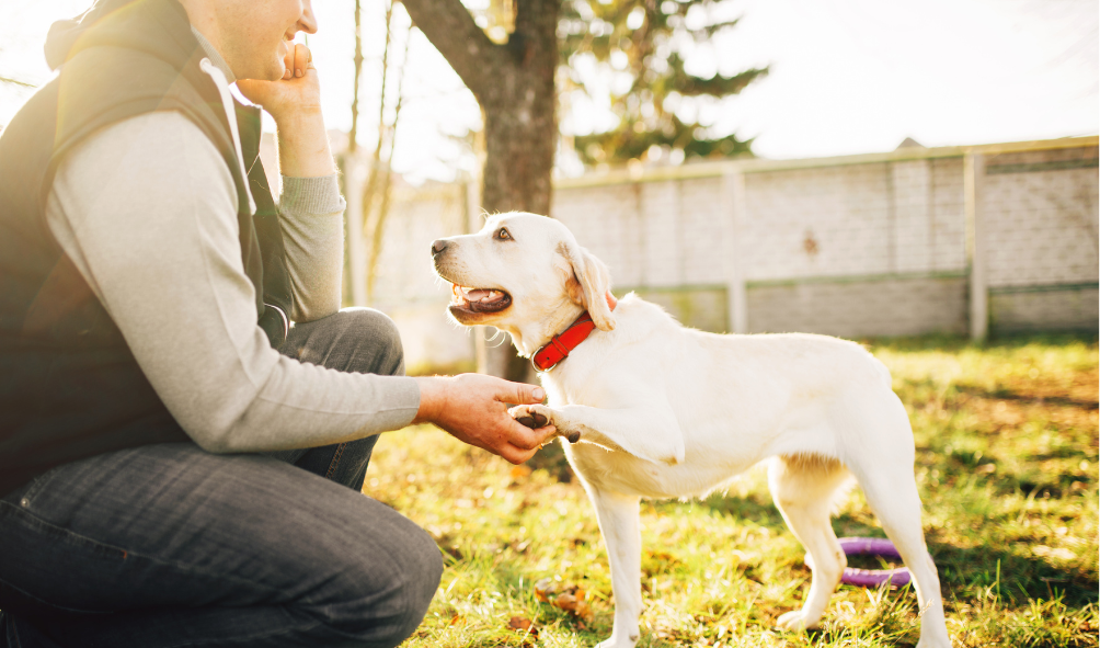 Make Early Intervention of Behaviour Issues You New Year’s Resolution