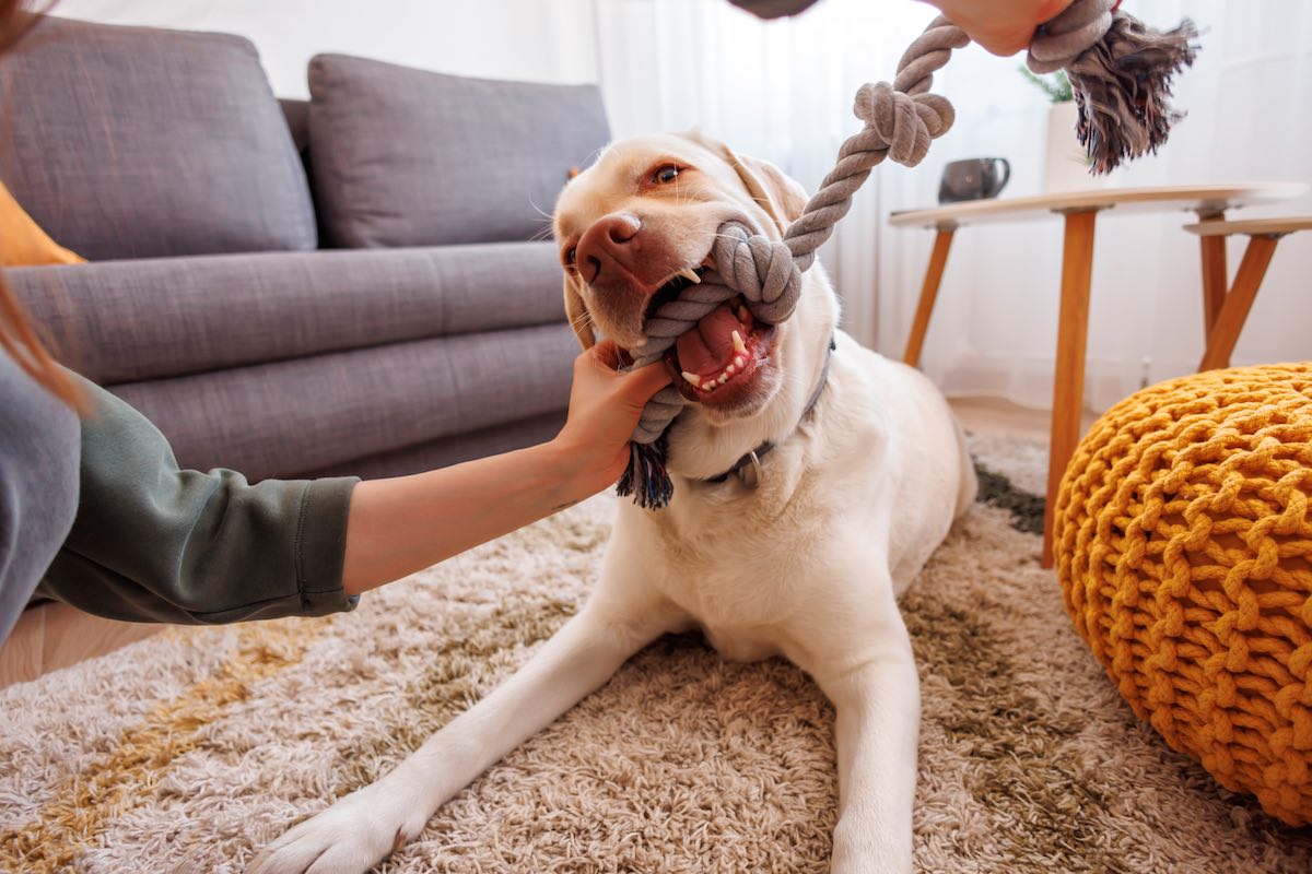 How To Stop Your Dog’s Chewing and Destructive Chewing