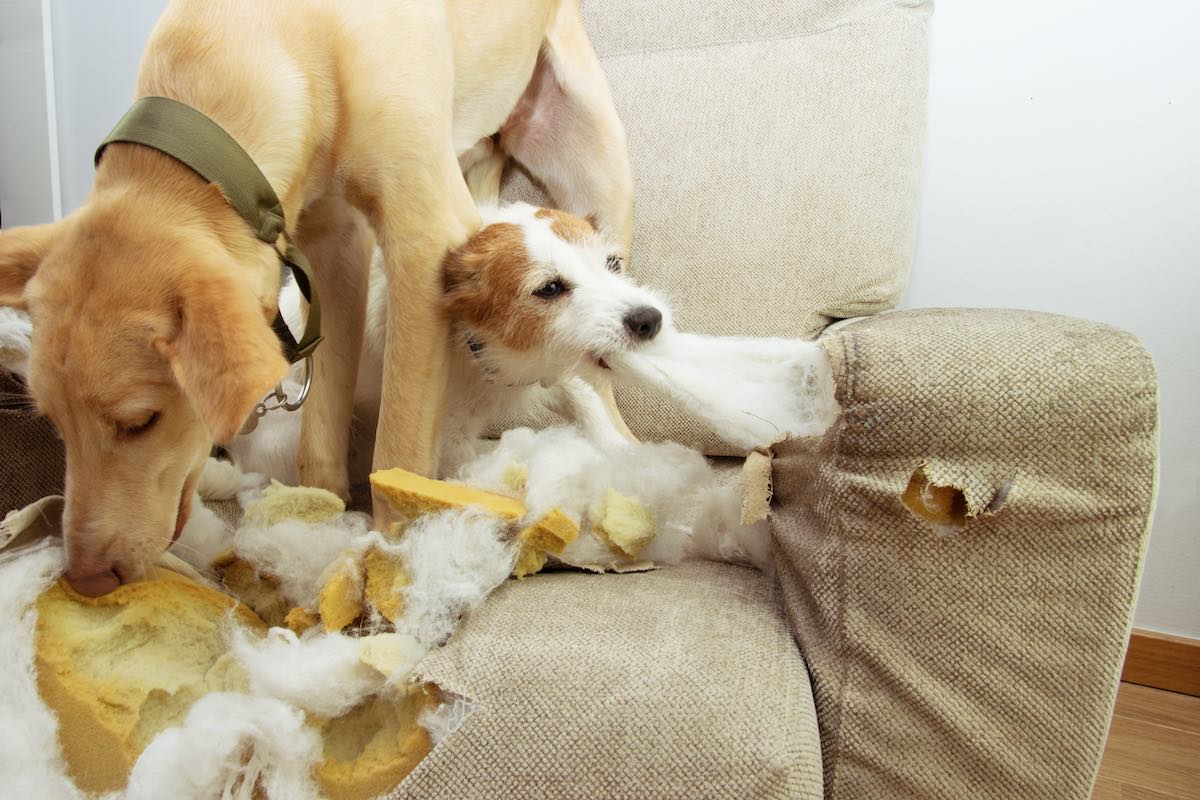 How To Stop Your Dog’s Chewing and Destructive Chewing