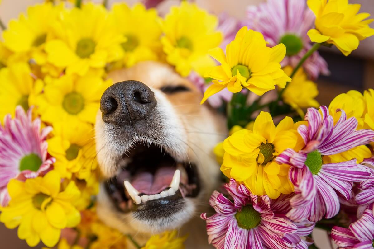 Managing Pet Spring Allergies: Essential Tips for Pet Owners