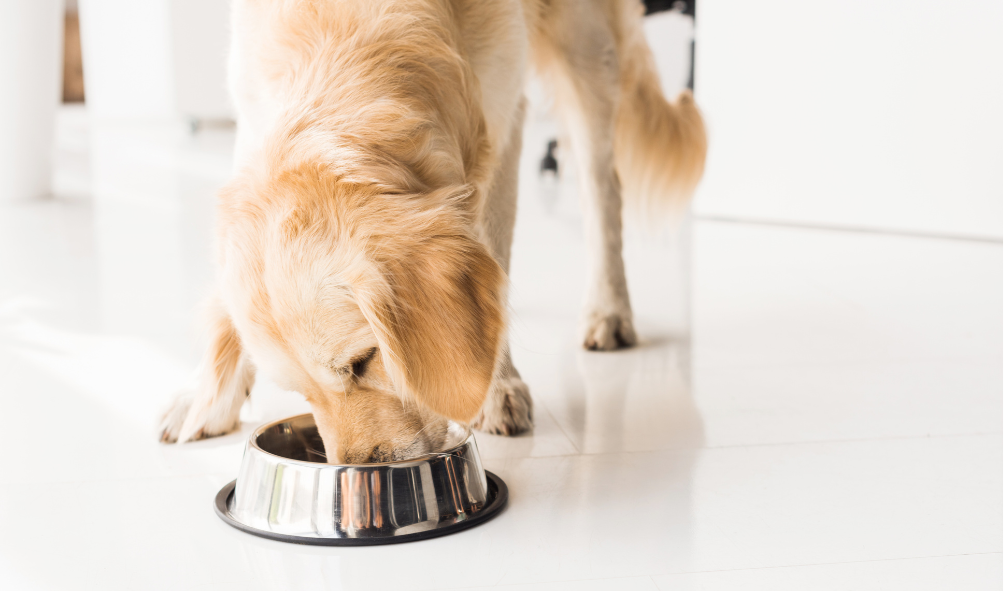 The Effects Of Diet On Dogs Behaviour