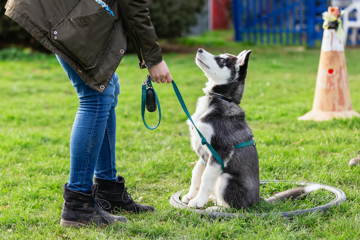 Puppy-School-Laying-the-Foundation-for-a-Well-Behaved-Adult-Dog-with-Puppy-Training-canine-evolution