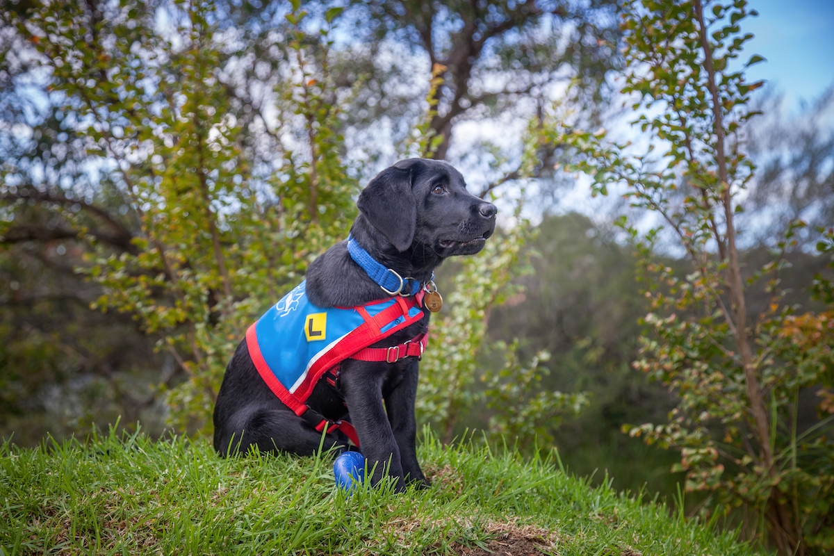 Puppy-School-Laying-the-Foundation-for-a-Well-Behaved-Adult-Dog-with-Puppy-Training-canine-evolution