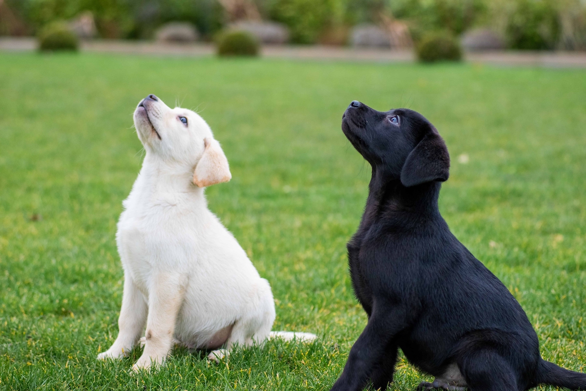 Puppy School or Home Training? Understanding the Benefits of Puppy Training Methods